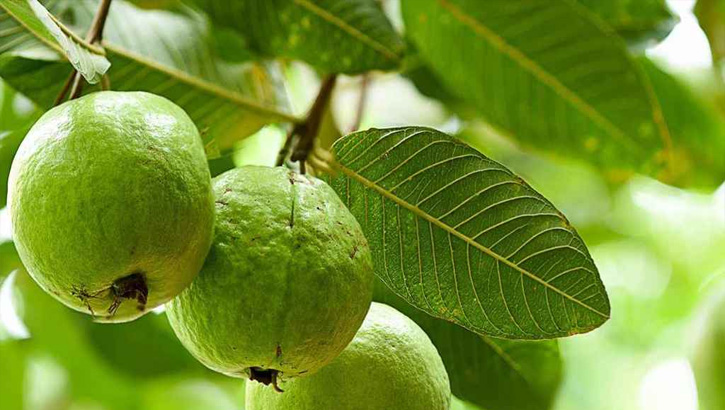 চড়া দামে বিক্রি হচ্ছে পেয়ারা পাতা, জানেন এর কারণ?
